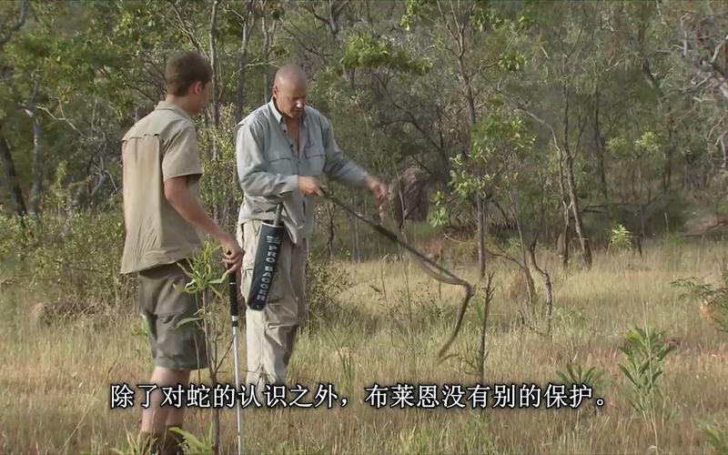 因好奇徒手抓蛇被咬,因好奇徒手抓蛇被咬了